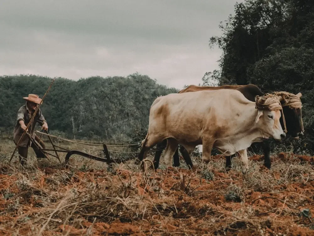 Responsible business and animal welfare